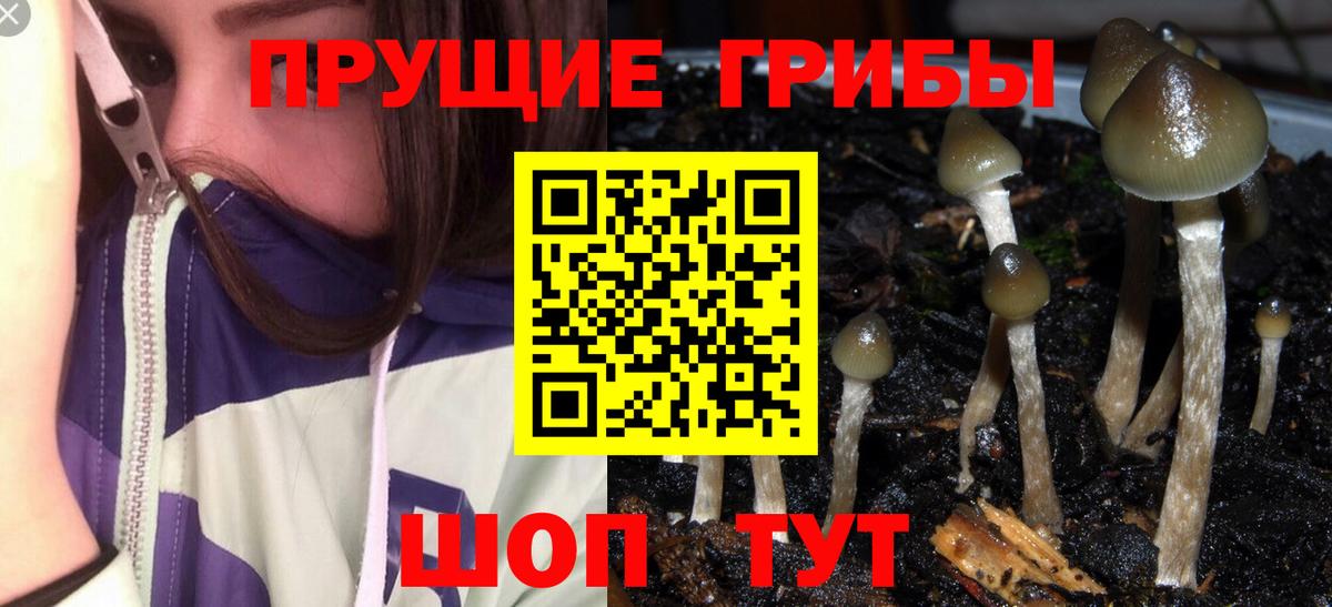 Галлюциногенные грибы Psilocybine cubensis  Вход с VPN  Кольчугино 